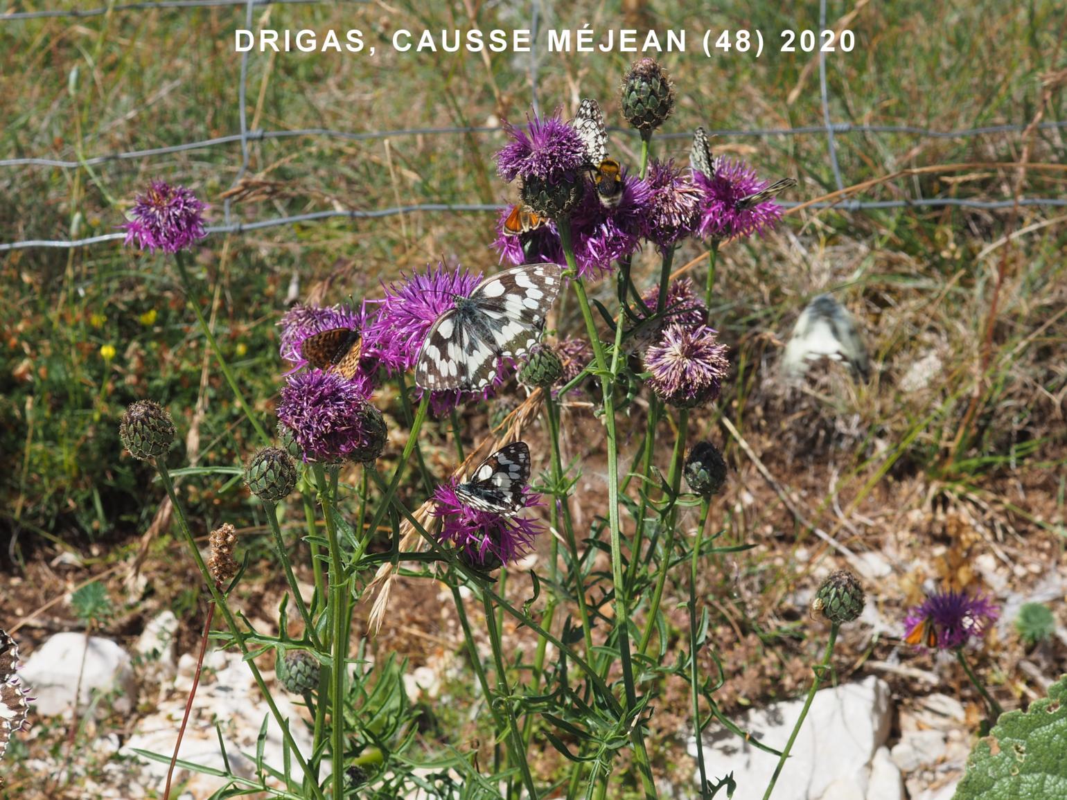 Knapweed, Greater